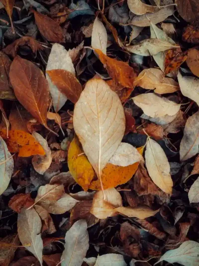 Preparing Your Calgary Home for Winter: A Fall Maintenance Guide
