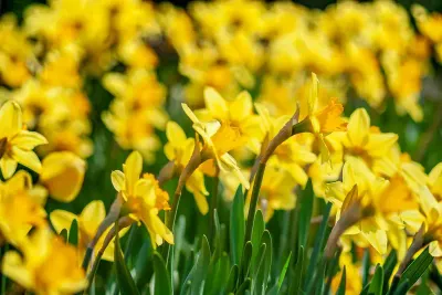 Spring Home Maintenance Checklist for Calgary Homeowners